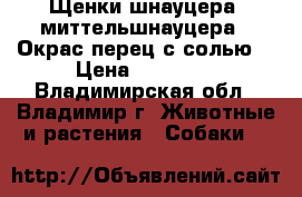 Щенки шнауцера (миттельшнауцера). Окрас перец с солью. › Цена ­ 30 000 - Владимирская обл., Владимир г. Животные и растения » Собаки   